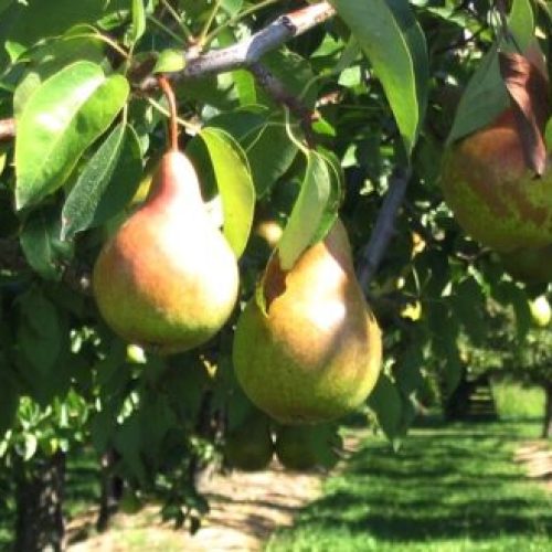 Previsões agrícolas do INE: produtividade da pêra 40% acima da alcançada na campanha anterior