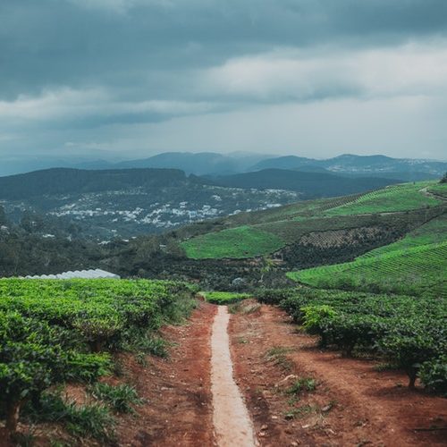 Rotação de culturas agrícolas: porque são tão importantes?