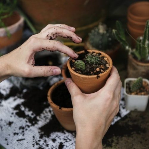 Aprenda a fazer os seus próprios biopesticidas