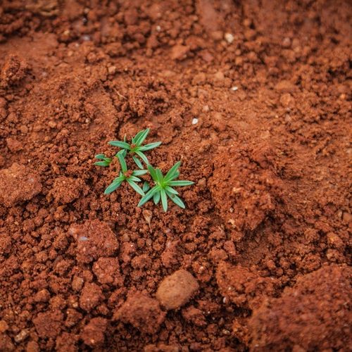 O solo e a agricultura de conservação: um caminho para a mitigação e adaptação às alterações climáticas