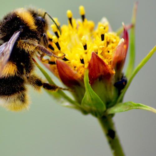 10 exemplos de flores ricas em néctar para atrair polinizadores