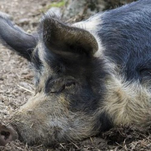 Peste Suína Africana. DGAV alerta para necessidade de reforço das medidas preventivas