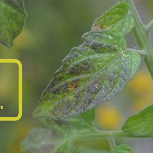 Conheça a importância do potássio nas plantas