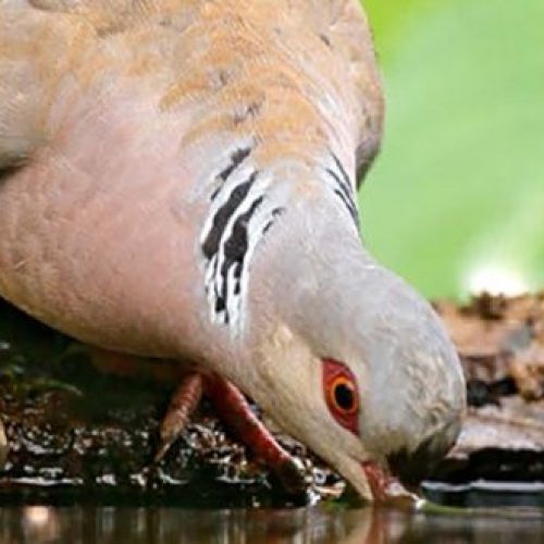 Ministério do Ambiente: caça à rola-comum proibida “como medida de protecção temporária à espécie”