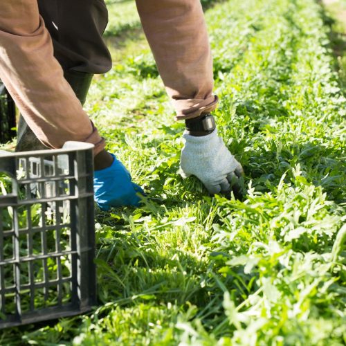 Como cultivar rúcula: tudo o que deve saber para a produzir