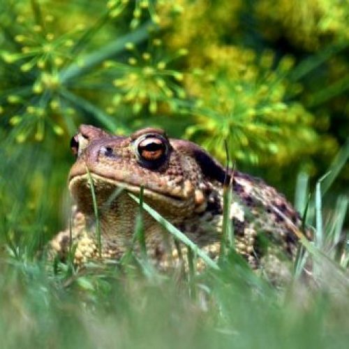 Após denúncia de ambientalistas, agricultor espanhol paga multa de 5.500 euros por electrocutar acidentalmente 25 sapos