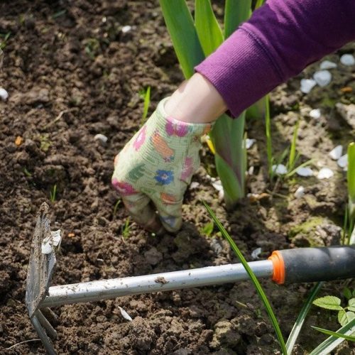 Como controlar plantas infestantes: dicas essenciais que deve saber