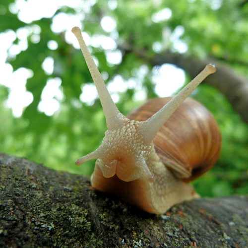 Acabe com os caracóis e as lesmas de uma vez por todas! Métodos biológicos