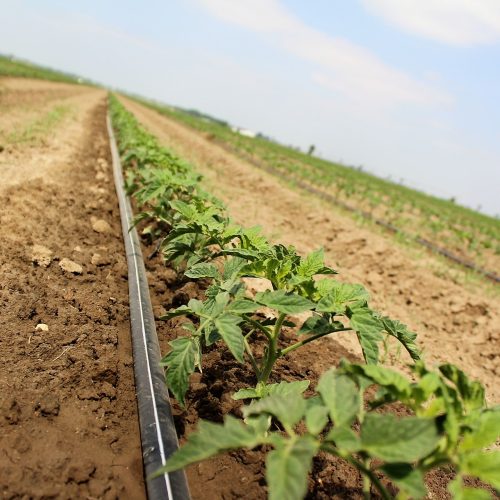 Produção mundial de tomate para indústria bate recorde 